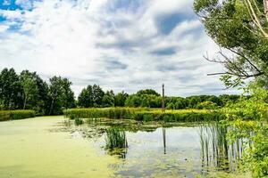 Schönes Grassumpfschilf, das am Uferreservoir in der Landschaft wächst foto