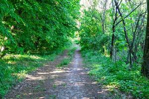 Fotografie zum Thema schöner Fußweg im wilden Laubwald foto