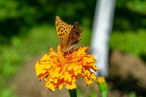 schöner Blumenschmetterlingsmonarch auf Hintergrundwiese foto