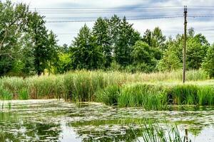 Schönes Grassumpfschilf, das am Uferreservoir in der Landschaft wächst foto