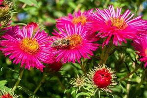 schöne wilde Blume geflügelte Biene auf der Hintergrundlaubwiese foto