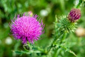 schöne wachsende Blumenwurzel Klettendistel auf Hintergrundwiese foto