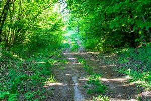 Fotografie zum Thema schöner Fußweg im wilden Laubwald foto