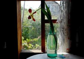 eine verwelkte Tulpe in einer grünen Flasche auf einem Tisch am Fenster in einem alten Haus