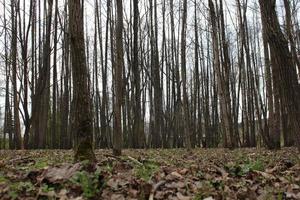 Der Wald ist noch im zeitigen Frühjahr foto