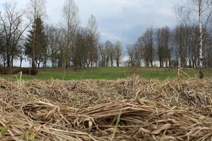 kontrastierende natürliche Landschaft trockenes Schilf foto