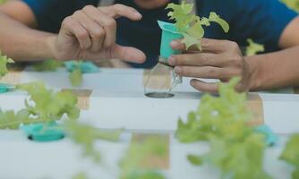 organisch Bauernhof ,Arbeiter testen und sammeln Umgebung Daten von bok Choy organisch Gemüse beim Gewächshaus Bauernhof Garten. foto