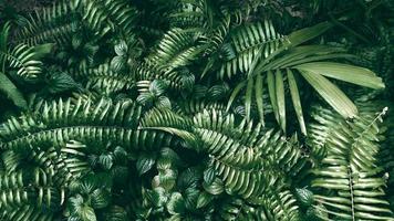 tropisches grünes Blatt im dunklen Ton