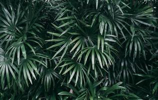 vertikaler Garten mit dunklem Ton des tropischen grünen Blattes foto