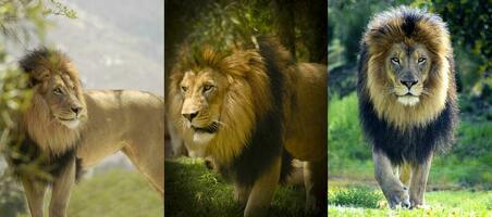 drei anders Löwe Stalking Fotos von ein groß afrikanisch männlich Löwe.
