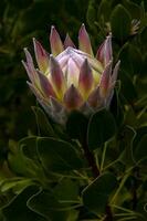 ein Riese Protea Blume ist Blühen mit Rosa Rose und ein leicht Tönung von Gelb. foto