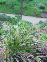 entdecken das atemberaubend Schönheit von wild Palme Bäume im ihr atemberaubend natürlich Umfeld foto