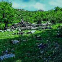 Landschaft von Eichen auf dem Gipfel des Berges foto