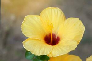 Gelb Hibiskus Blume, Dort sind 5 Single Schicht Blütenblätter mit Staubblätter kleben aus im das Mitte. das Trinkgeld ist das oben von das Stempel. Hibiskus Blumen Kommen Sie im ein Vielfalt von Farben. foto