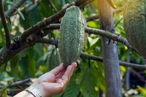 ein Kakao Farmer hält das Kakao Obst im seine Hand zu prüfen das Qualität von das produzieren. Sanft und selektiv Fokus. foto