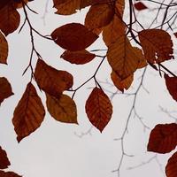 braune Baumblätter in der Herbstsaison