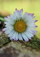 weiße Gänseblümchenblume im Garten im Frühling foto