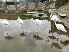 fünf Flamingos im das Teich foto