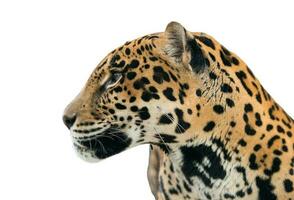 Jaguar Panthera onca isoliert foto