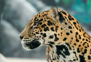 Jaguar panthera onca foto