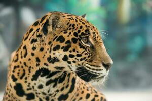 Jaguar panthera onca foto