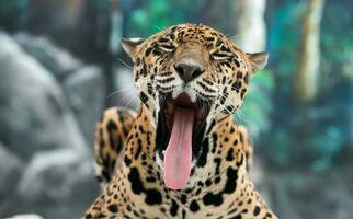 Jaguar panthera onca foto