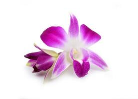 schön Blühen Orchidee isoliert foto