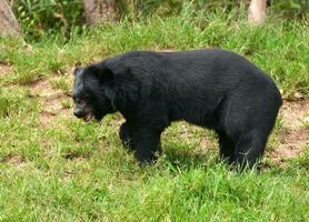 asiatischer Schwarzbär foto