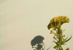 Gelb Blume mit Schatten foto