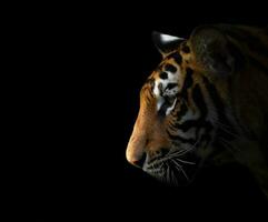 bengalischer Tiger im Dunkeln foto