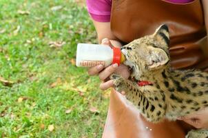 Tierpfleger Fütterung Baby Serval foto