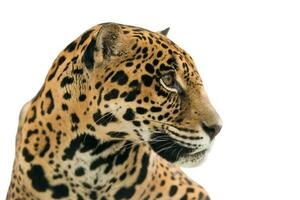 Jaguar Panthera onca isoliert foto