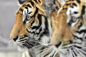 Bengalen Tiger Gesicht foto