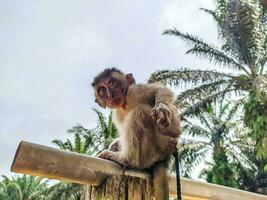 bezaubernd jung Affe herrlich Sicht. süß Tier foto