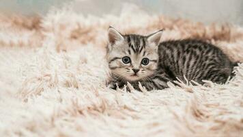 ein Bild von ein klein gestreift Kätzchen spielen komisch und täuschen um auf ein Sanft Decke. foto