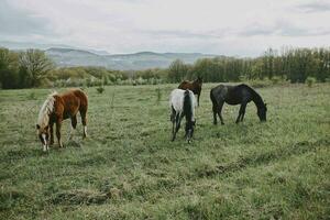Pferd draußen Essen Gras Landschaft Landschaft unverändert foto