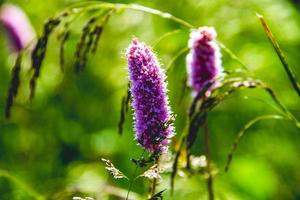 Persicaria affinis Blüten foto