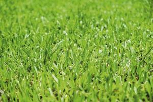 grüner Grasbeschaffenheitshintergrund foto