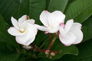 Frangipani-Blume oder Leelawadee-Blume