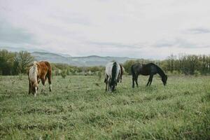 Natur Säugetier Pferd im das Feld Landschaft Landschaft foto