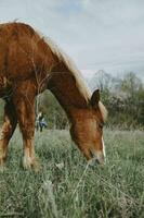 Pferd im das Feld Säugetier Natur Tiere Säugetiere Landschaft foto