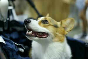 schließen oben flauschige fettig Pelz Corgi Gesicht Hund im Haustier Messe foto