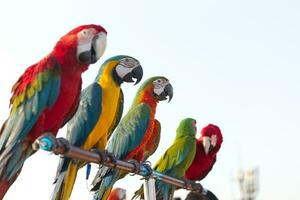 schließen oben von bunt scharlachrot Ara Papagei Haustier Barsch auf Schlafplatz Ast mit Blau klar Himmel Hintergrund foto