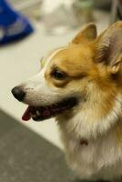 schließen oben flauschige fettig Pelz Corgi Gesicht Hund im Haustier Messe foto