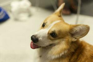 schließen oben flauschige fettig Pelz Corgi Gesicht Hund im Haustier Messe foto