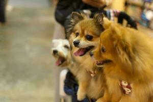 schließen oben schön Weiß pommerschen Hund suchen oben mit süß Gesicht im das Hund Wagen im Haustier Messe Halle foto