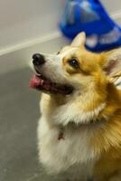 schließen oben flauschige fettig Pelz Corgi Gesicht Hund im Haustier Messe foto