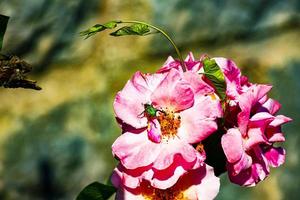 rosa Rose und grünes Insekt foto
