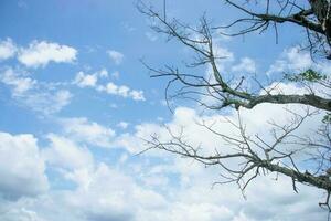 trocken Baum im ein schön Natur Hintergrund.Zweige und Himmelsbaum gegen das Hintergrund von das Himmel foto