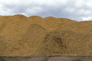 ein Berg von Sägespäne. ein Produkt von Holz wird bearbeitet. foto